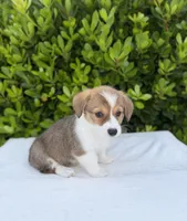 Corgi, a female Pembroke Welsh Corgi for sale in Sacramento, CA – 2 of 5