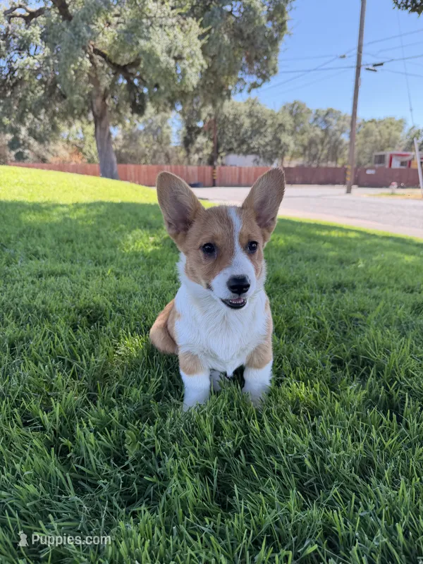 Corgi – Pembroke Welsh Corgi puppy for sale in Sacramento, CA