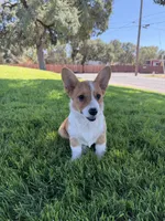 Corgi, a female Pembroke Welsh Corgi for sale in Sacramento, CA – 1 of 8