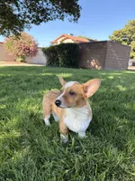 Corgi, a male Pembroke Welsh Corgi for sale in Sacramento, CA – 5 of 8