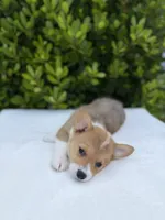 Corgi, a female Pembroke Welsh Corgi for sale in Sacramento, CA – 3 of 5
