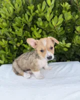 Corgi, a male Pembroke Welsh Corgi for sale in Sacramento, CA – 2 of 5