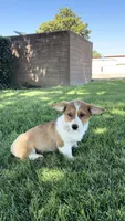 Corgi, a female Pembroke Welsh Corgi for sale in Sacramento, CA – 3 of 8
