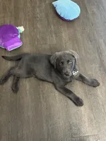 Ryker Silver AKC Lab, a male Labrador Retriever for sale in Knoxville, TN – Photo 2 of 3