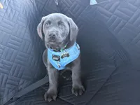 Ryker Silver AKC Lab, a male Labrador Retriever for sale in Knoxville, TN – Photo 3 of 3