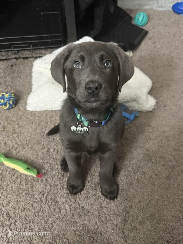 Ryker Silver AKC Lab – Labrador Retriever puppy for sale in Knoxville, TN