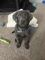 Ryker Silver AKC Lab, a male Labrador Retriever for sale in Knoxville, TN – Photo 1 of 3