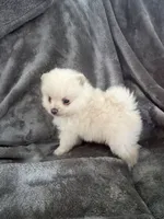 No Name, a male Pomeranian for sale in Chicago, IL – 2 of 3