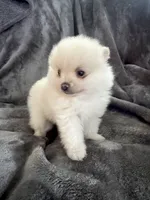 No Name, a male Pomeranian for sale in Chicago, IL – 3 of 3