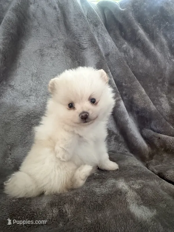 No Name – Pomeranian puppy for sale in Chicago, IL