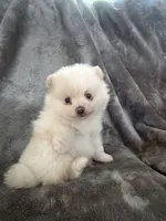 No Name, a male Pomeranian for sale in Chicago, IL – 1 of 3