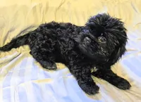 Ebby, a female Shichon for sale in Pittsburgh, PA – 2 of 2