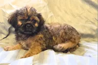 Samson, a male Shichon for sale in Pittsburgh, PA – 4 of 4