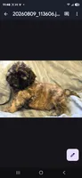 Jasper, a male Shichon for sale in Pittsburgh, PA – 2 of 2