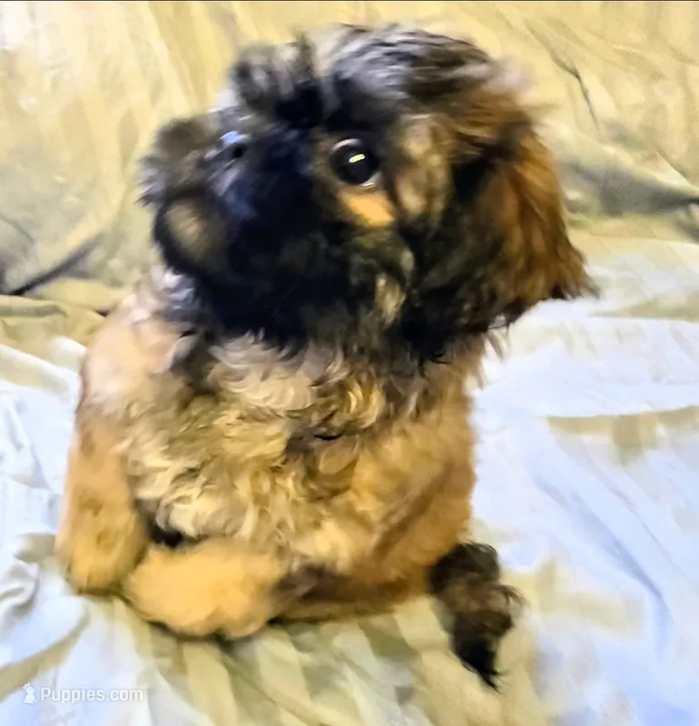Samson – Shichon puppy for sale in Pittsburgh, PA