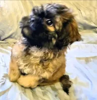 Samson, a male Shichon for sale in Pittsburgh, PA – 1 of 4