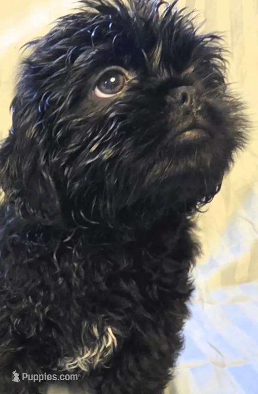 Ebby – Shichon puppy for sale in Pittsburgh, PA
