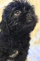 Ebby, a female Shichon for sale in Pittsburgh, PA – 1 of 2