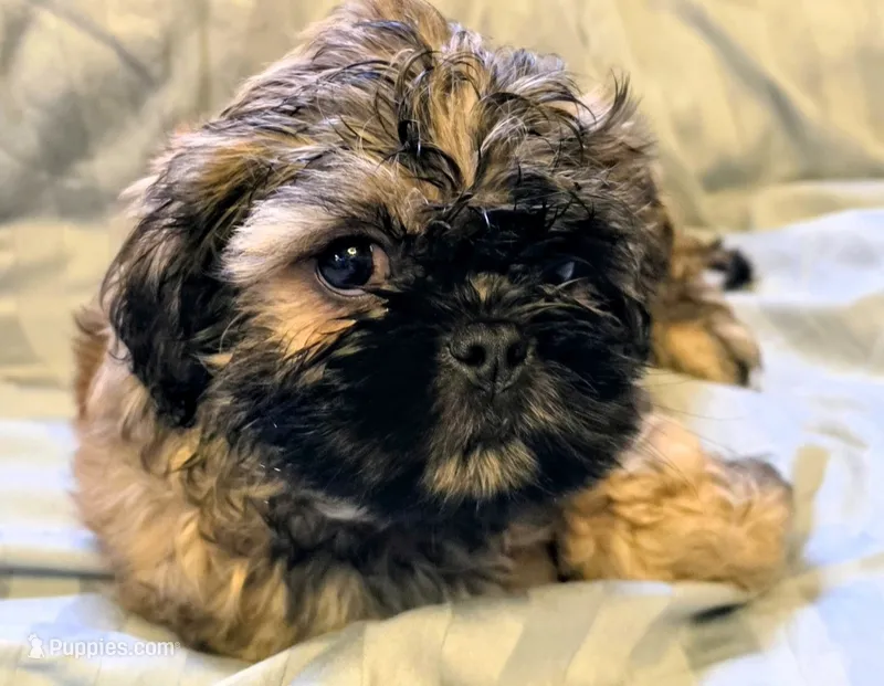 Jasper – Shichon puppy for sale in Pittsburgh, PA