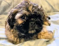 Samson, a male Shichon for sale in Pittsburgh, PA – 2 of 4