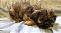 Samson, a male Shichon for sale in Pittsburgh, PA – 3 of 4