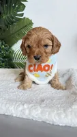 Orange , a male Cavapoo and Poodle - Miniature  for sale in Selma, NC – 6 of 9