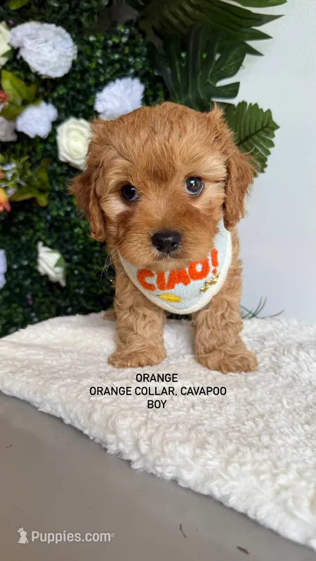 Blue  – Cavapoo, Poodle - Toy  puppy for sale in Selma, NC