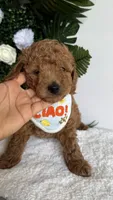 Sailor , a male Cavapoo for sale in Selma, NC – 10 of 10