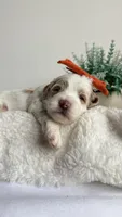 Rigatoni , a female Miniature Goldendoodle for sale in Selma, NC – 6 of 8