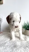 Lasagna , a male Miniature Goldendoodle for sale in Selma, NC – 7 of 9