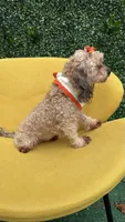 Ginger , a female Poodle - Toy  for sale in Selma, NC – 9 of 9