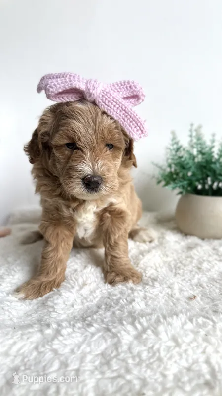 Tortellini  – Miniature Goldendoodle puppy for sale in Selma, NC