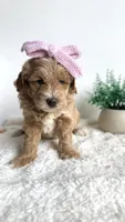 Tortellini , a female Miniature Goldendoodle for sale in Selma, NC – 7 of 10