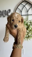 Woody, a male Poodle - Miniature  for sale in Selma, NC – 2 of 9