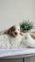Spaghetti , a male Miniature Goldendoodle for sale in Selma, NC – 6 of 10