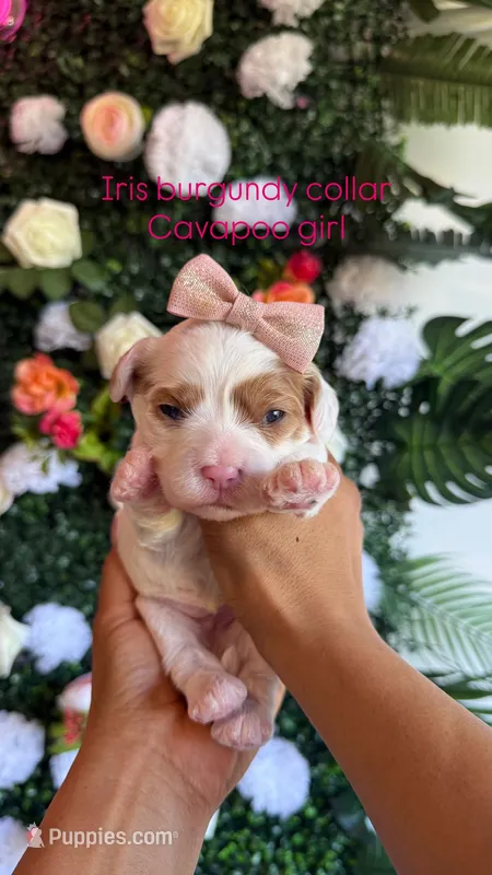 Iris  – Cavapoo, Poodle - Miniature  puppy for sale in Selma, NC