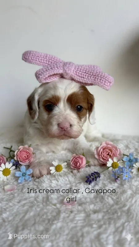 Iris  – Cavapoo, Poodle - Miniature  puppy for sale in Selma, NC
