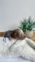 Ravioli , a male Miniature Goldendoodle for sale in Selma, NC – 2 of 7