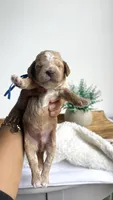 Ravioli , a male Miniature Goldendoodle for sale in Selma, NC – 3 of 7