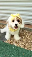 Daisy , a female Cavapoo for sale in Selma, NC – 2 of 10