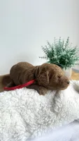 Bucatini , a male Miniature Goldendoodle for sale in Selma, NC – 7 of 7