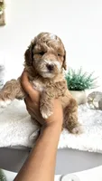 Fettuccine , a male Miniature Goldendoodle for sale in Selma, NC – 7 of 10