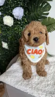 Blue , a male Cavapoo for sale in Selma, NC – 5 of 8