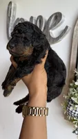 Buzz, a male Poodle - Miniature  for sale in Selma, NC – 6 of 9