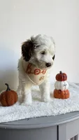 Lasagna , a male Miniature Goldendoodle for sale in Selma, NC – 5 of 9