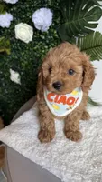 Blue , a male Cavapoo for sale in Selma, NC – 8 of 8