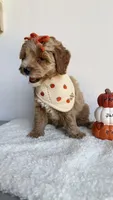 Tortellini , a female Miniature Goldendoodle for sale in Selma, NC – 4 of 10
