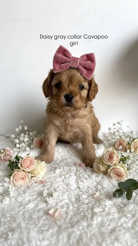 Daisy  – Cavapoo, Poodle - Miniature  puppy for sale in Selma, NC