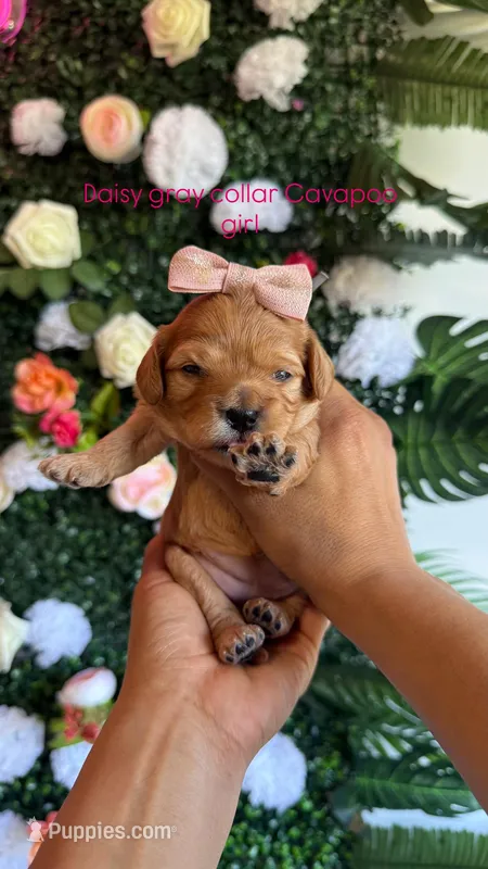 Daisy  – Cavapoo, Poodle - Miniature  puppy for sale in Selma, NC
