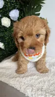 Blue , a male Cavapoo and Poodle - Toy  for sale in Selma, NC – 6 of 8